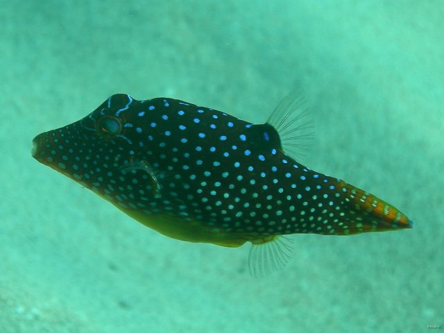 17- Canthigaster mouchete 